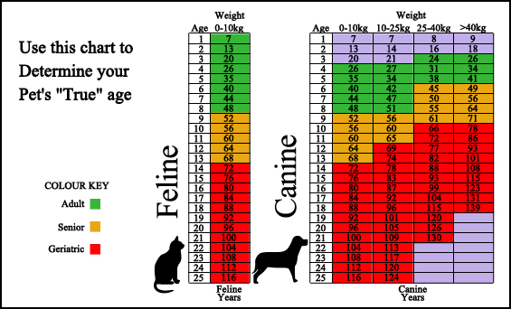 Bigfork Animal Hospital - Surveillance Screening